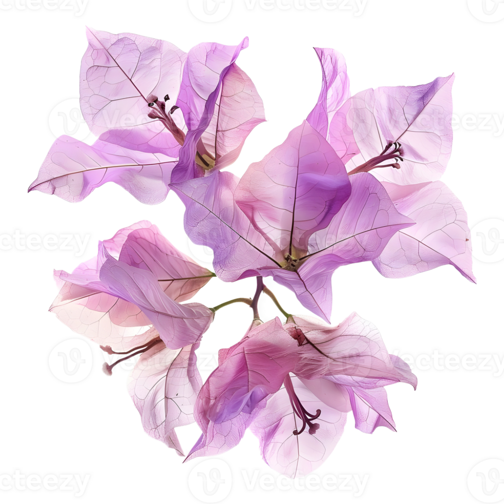 Pink bougainvillea flower on Transparent Background png