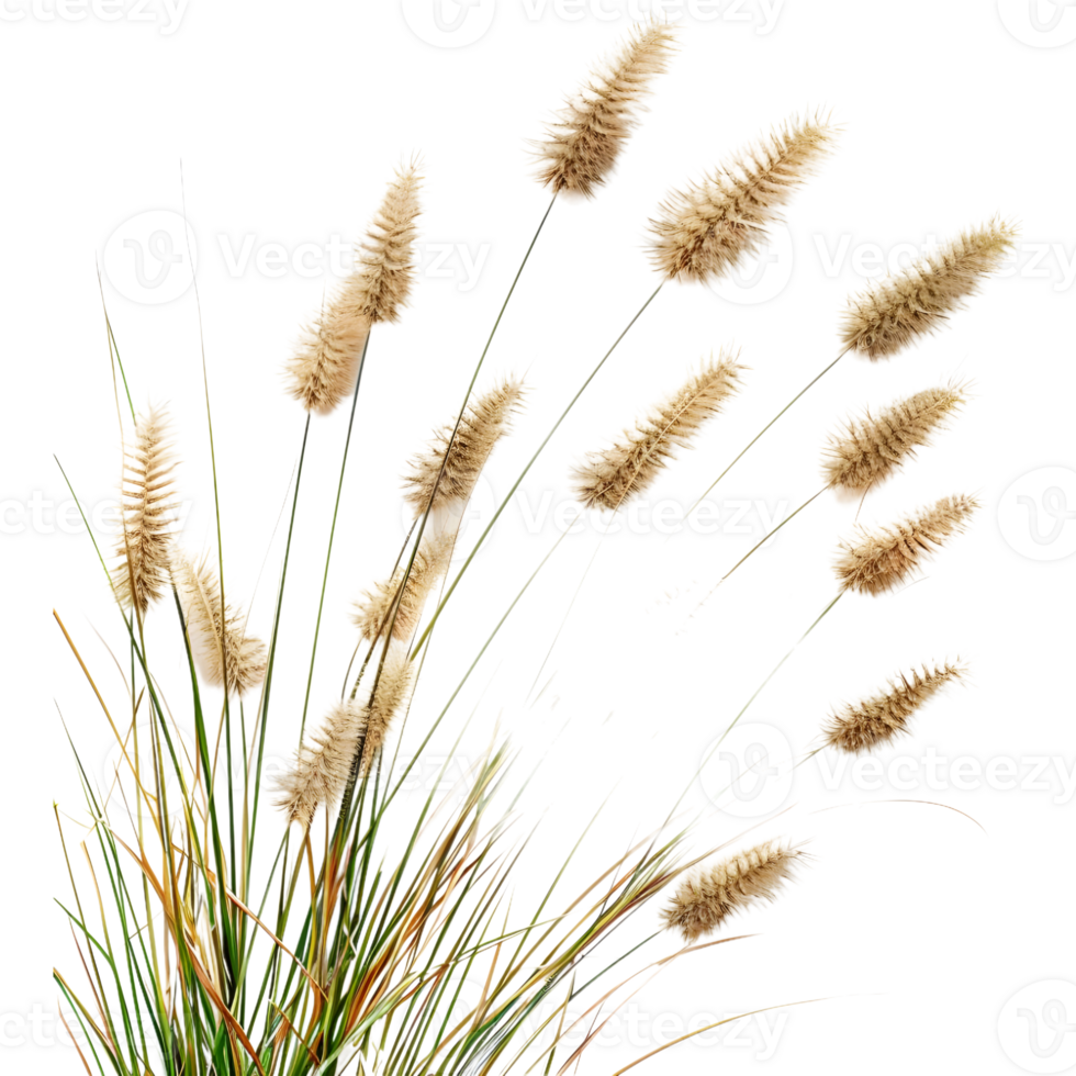 Chinese fountain grass on Transparent Background png