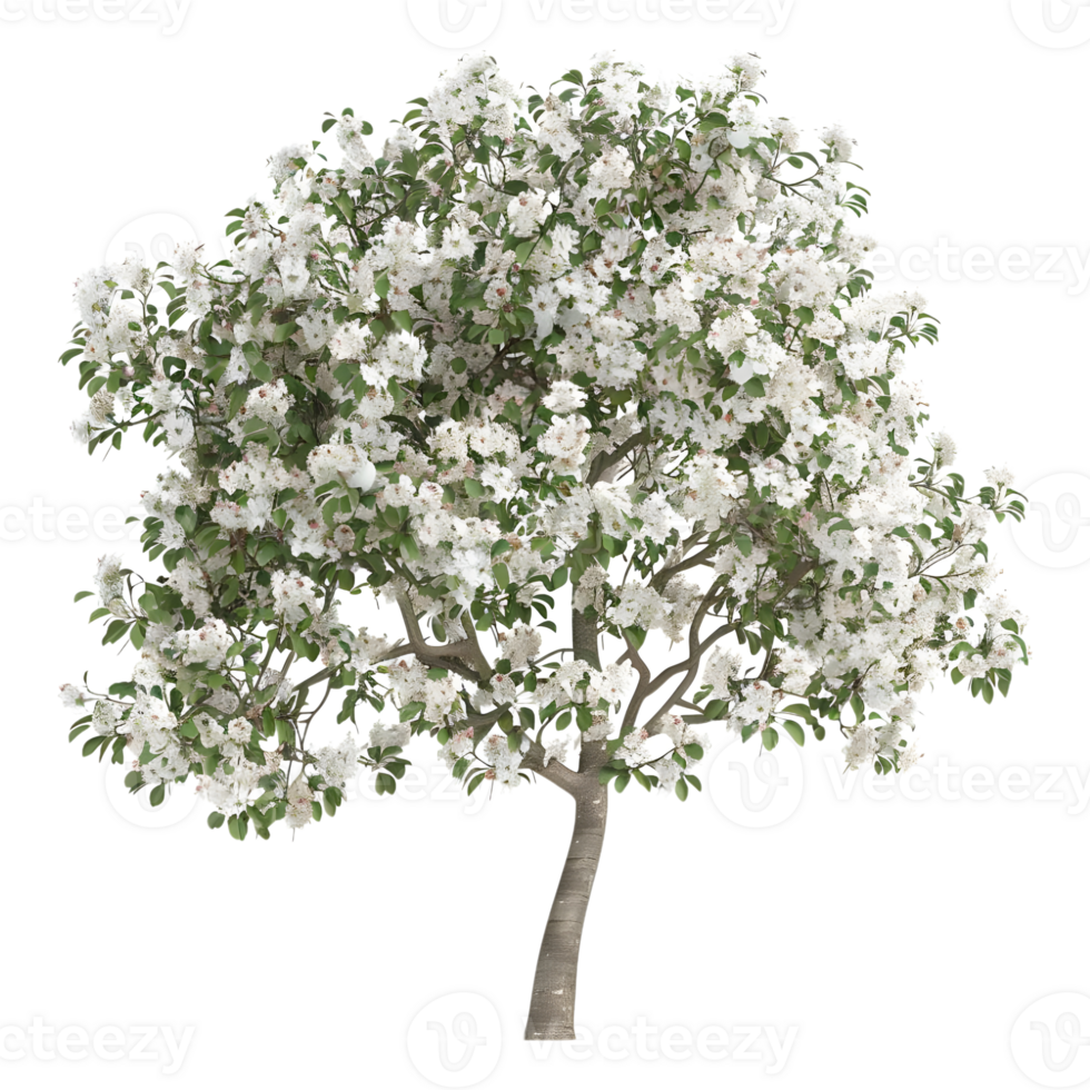 Apple Tree on Transparent Background png
