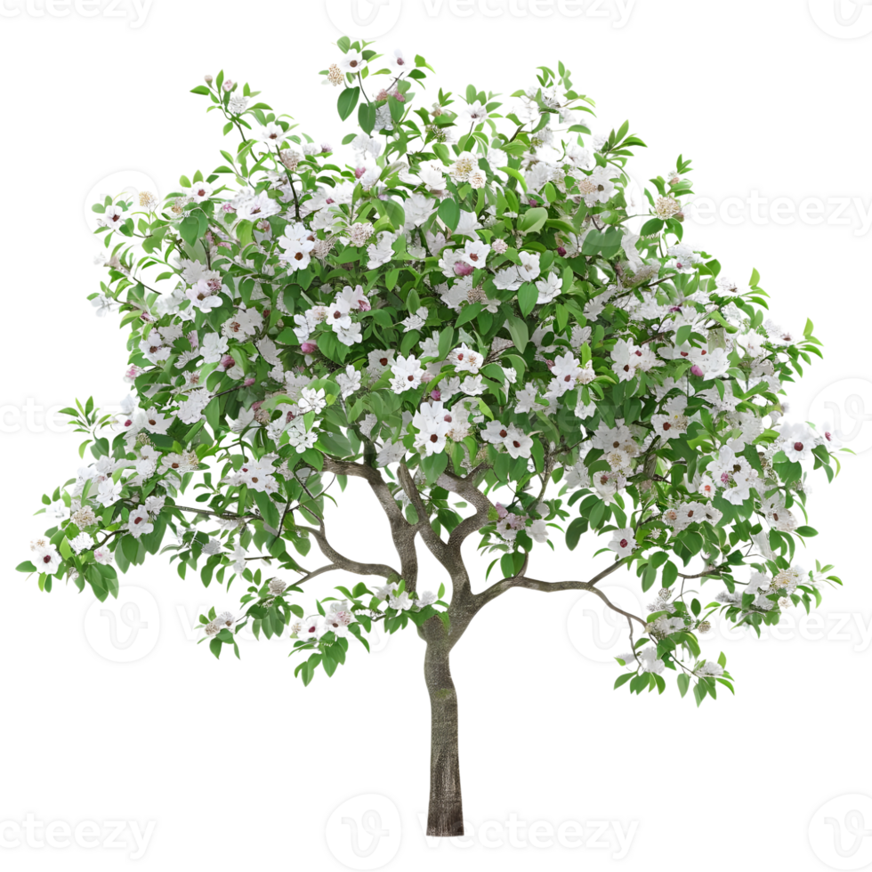 Apple Tree on Transparent Background png