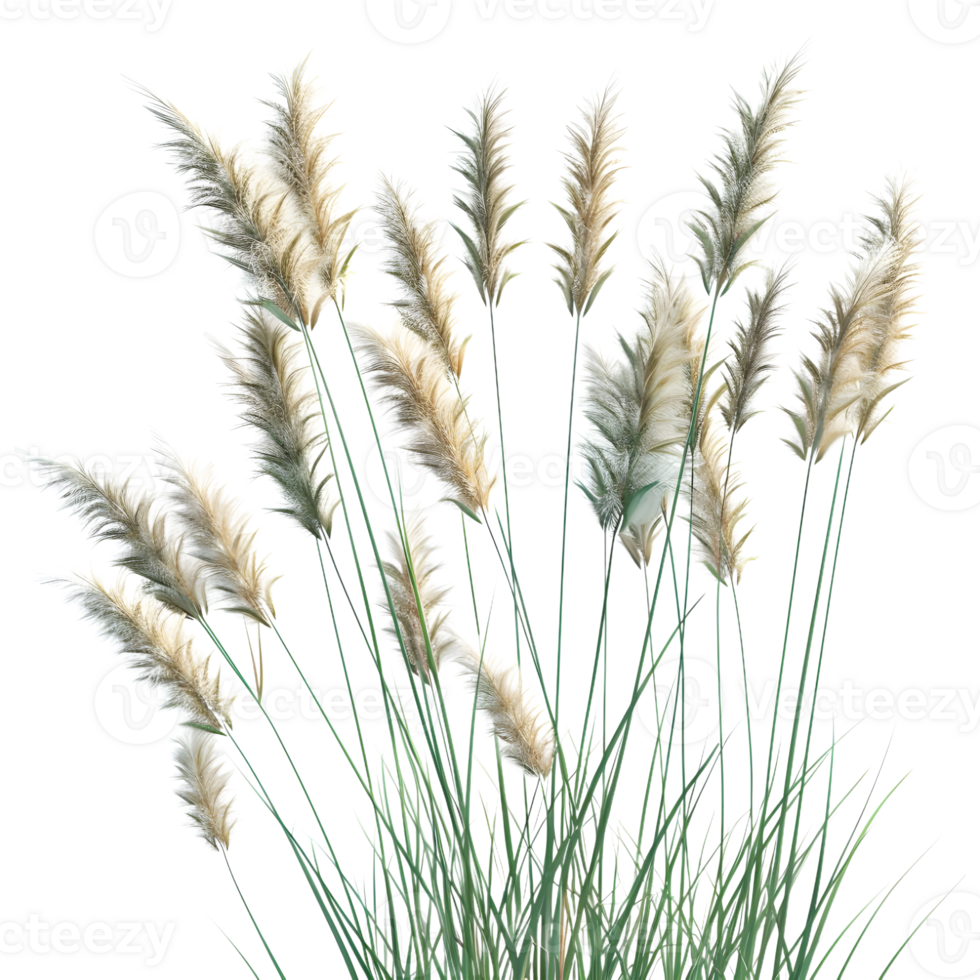 Chinese fountain grass on Transparent Background png