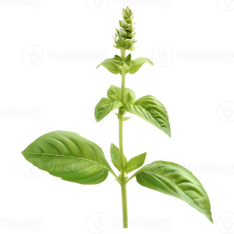 Basil Plant on Transparent Background png