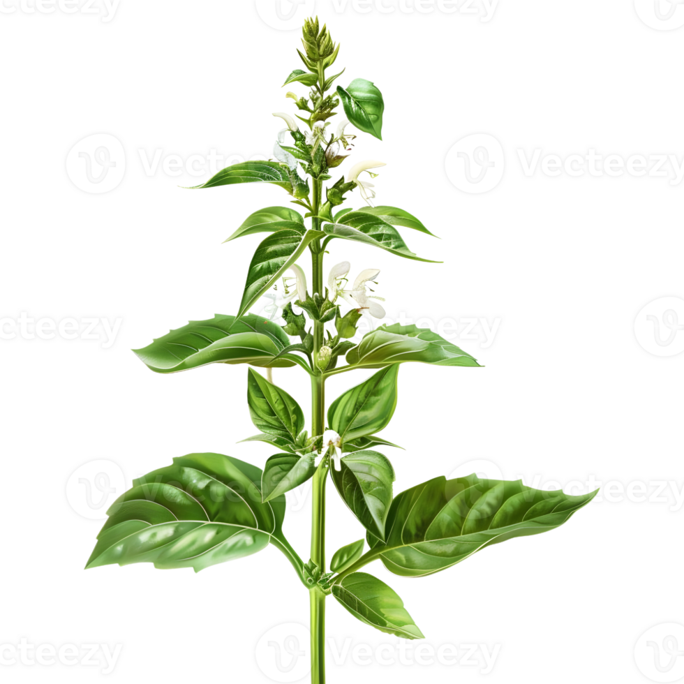 Basil Plant on Transparent Background png