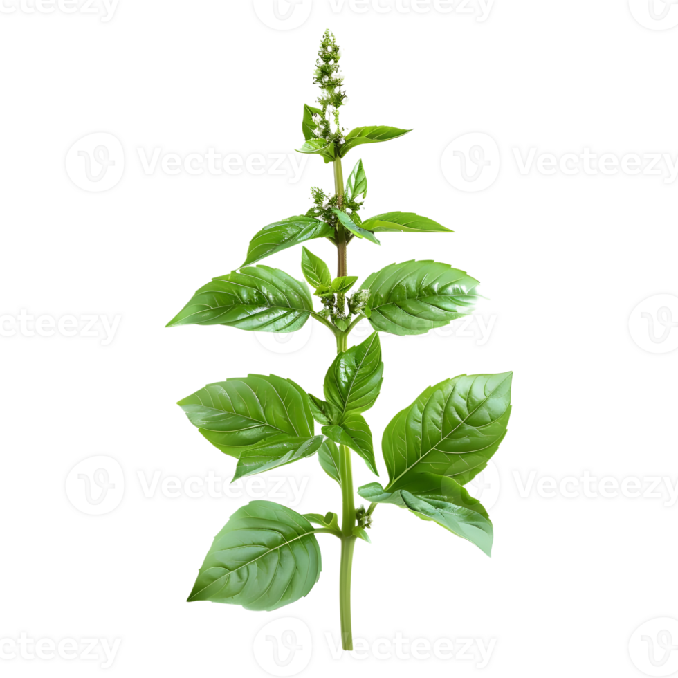 Basil Plant on Transparent Background png