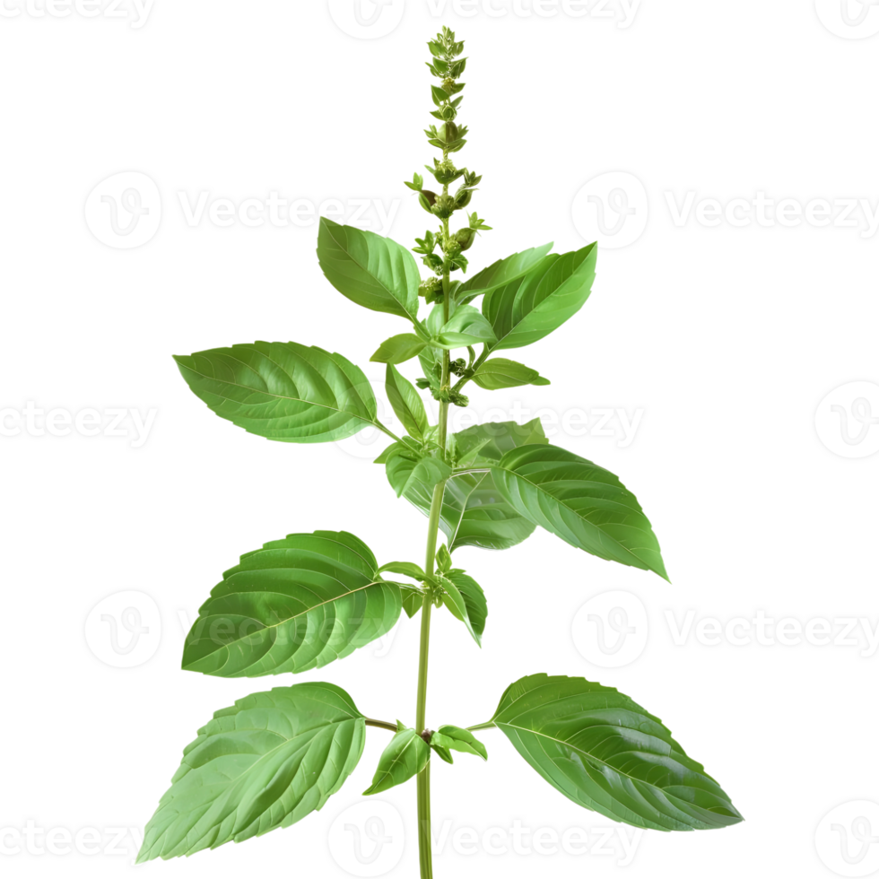Basil Plant on Transparent Background png