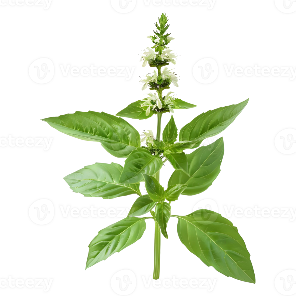Basil Plant on Transparent Background png