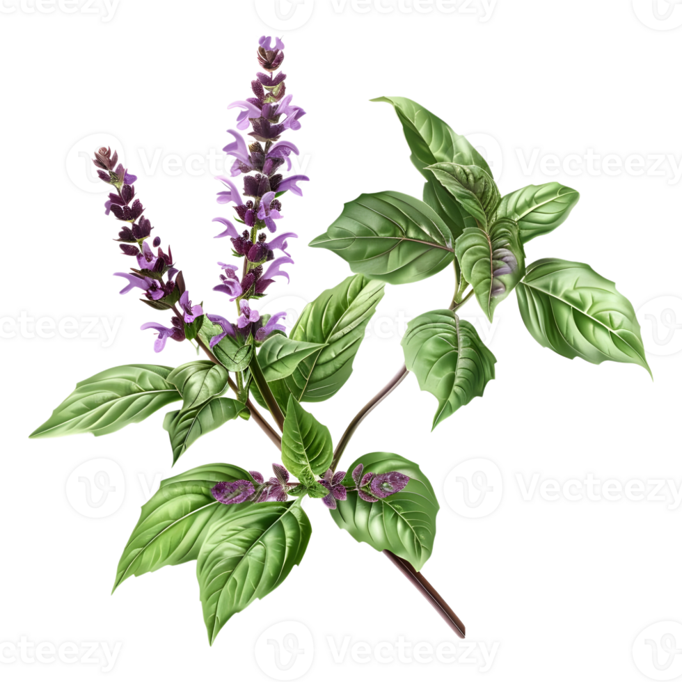 Basil Plant on Transparent Background png