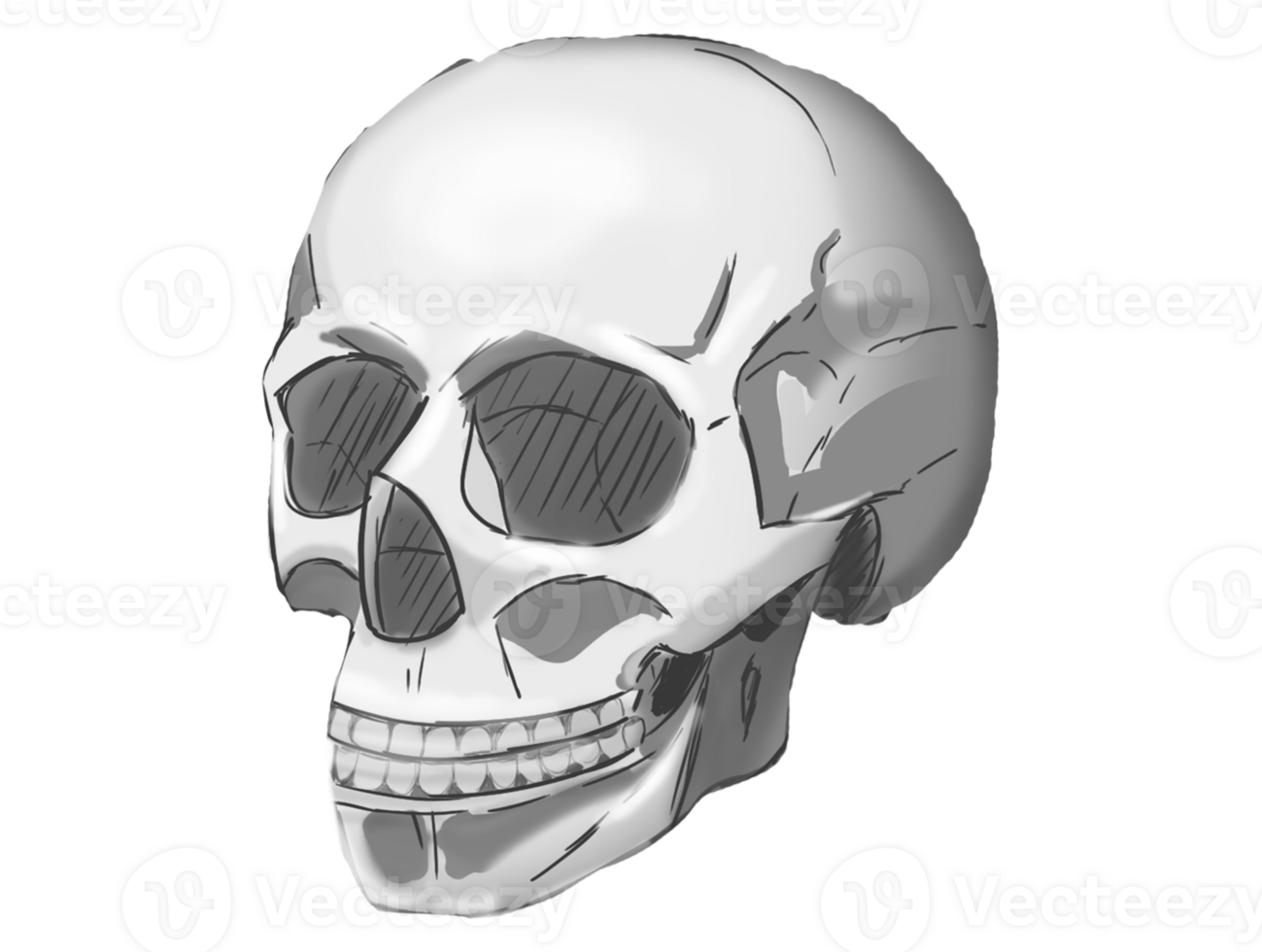 sketch of a skeleton skull in realistic style in black and white color without a background png