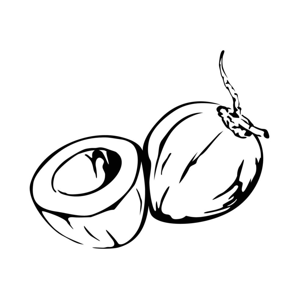 coconut silhouette design. summer plant sign and symbol. vector