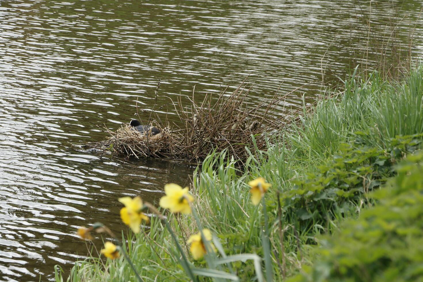 coot on nest with young photo