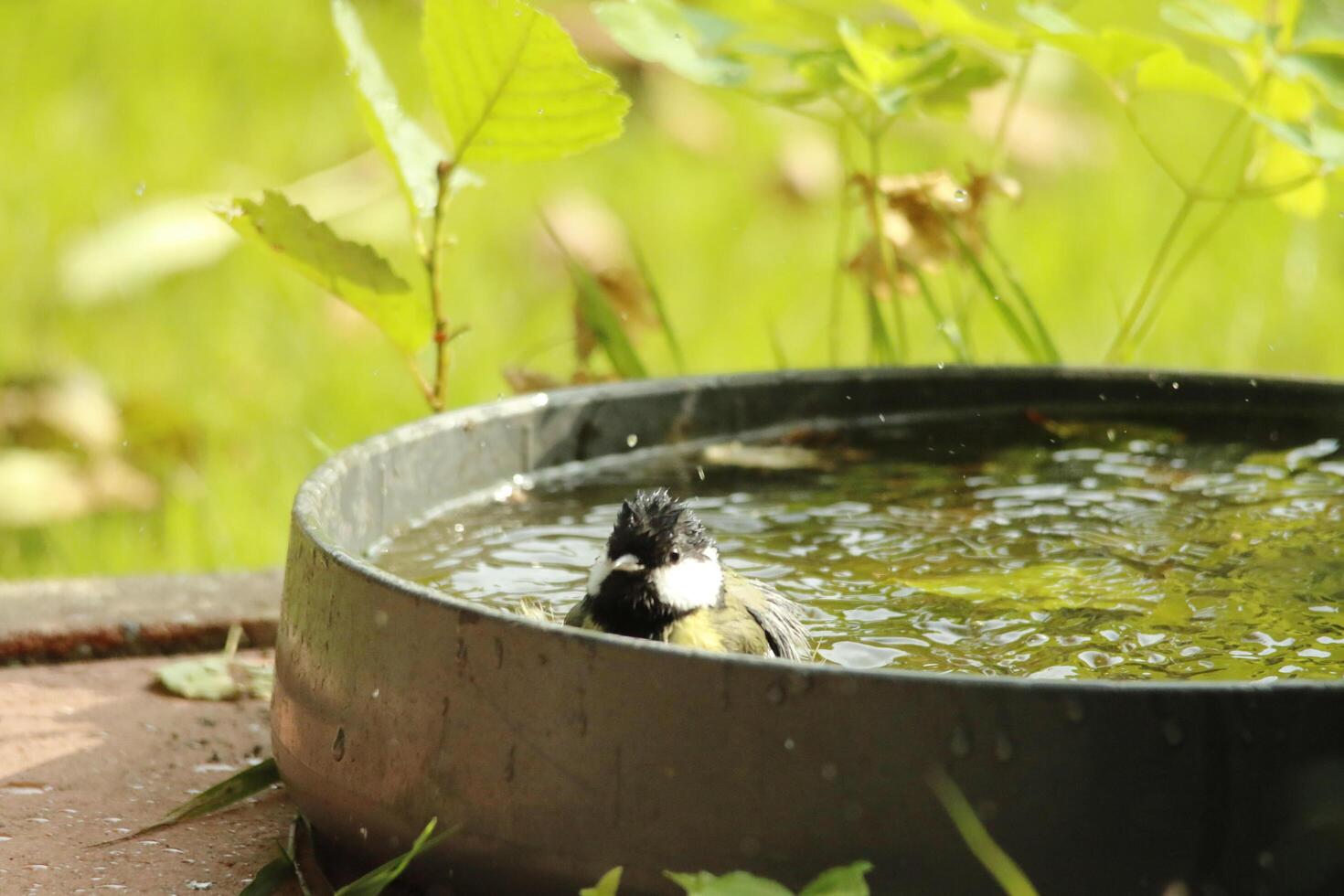 great tit enjoys bath photo