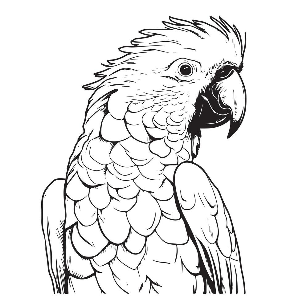 Cockatoo head line illustration isolated on white background . vector