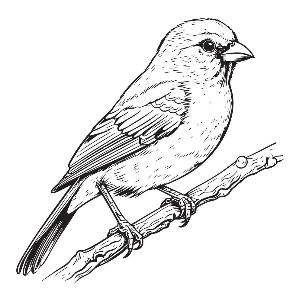 black and white sketch of a canary bird sitting on a branch illustration vector