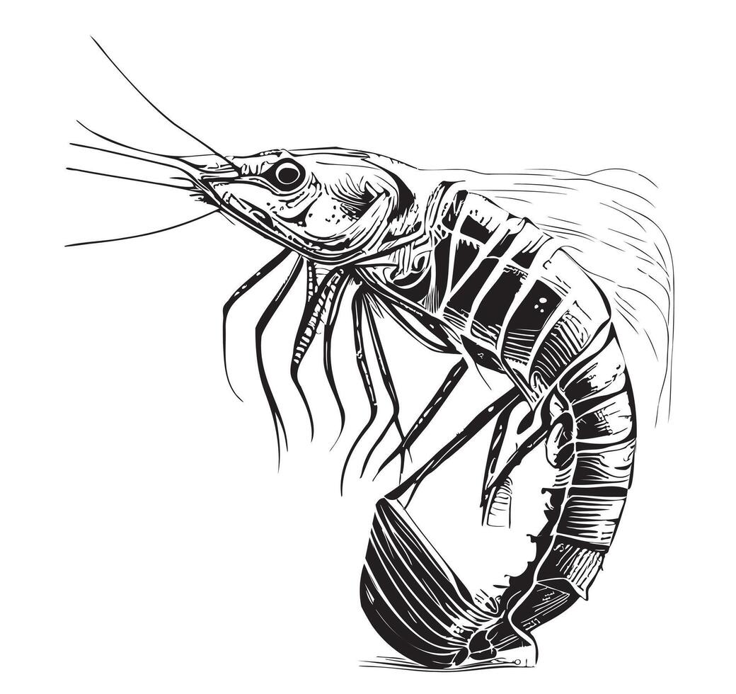 Shrimp sketch hand drawn in doodle style illustration vector
