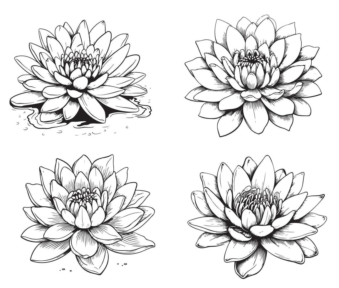 A set of line lotus flowers and leaves isolated on a white background. Completed in a drawn linear style. vector