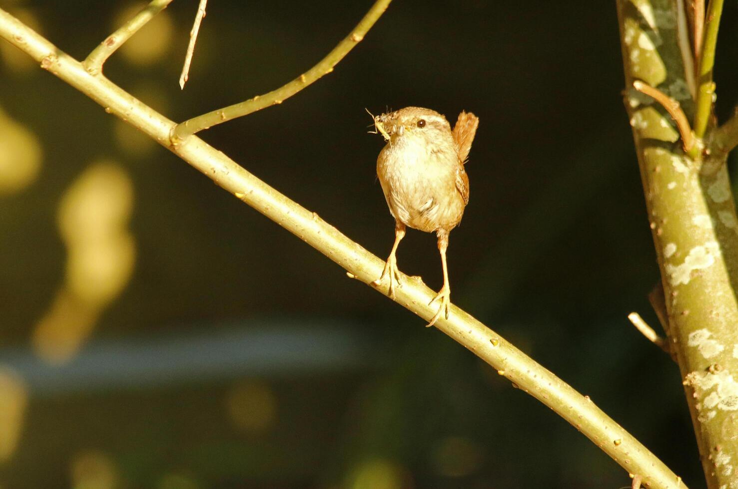 wren with food for young ones photo