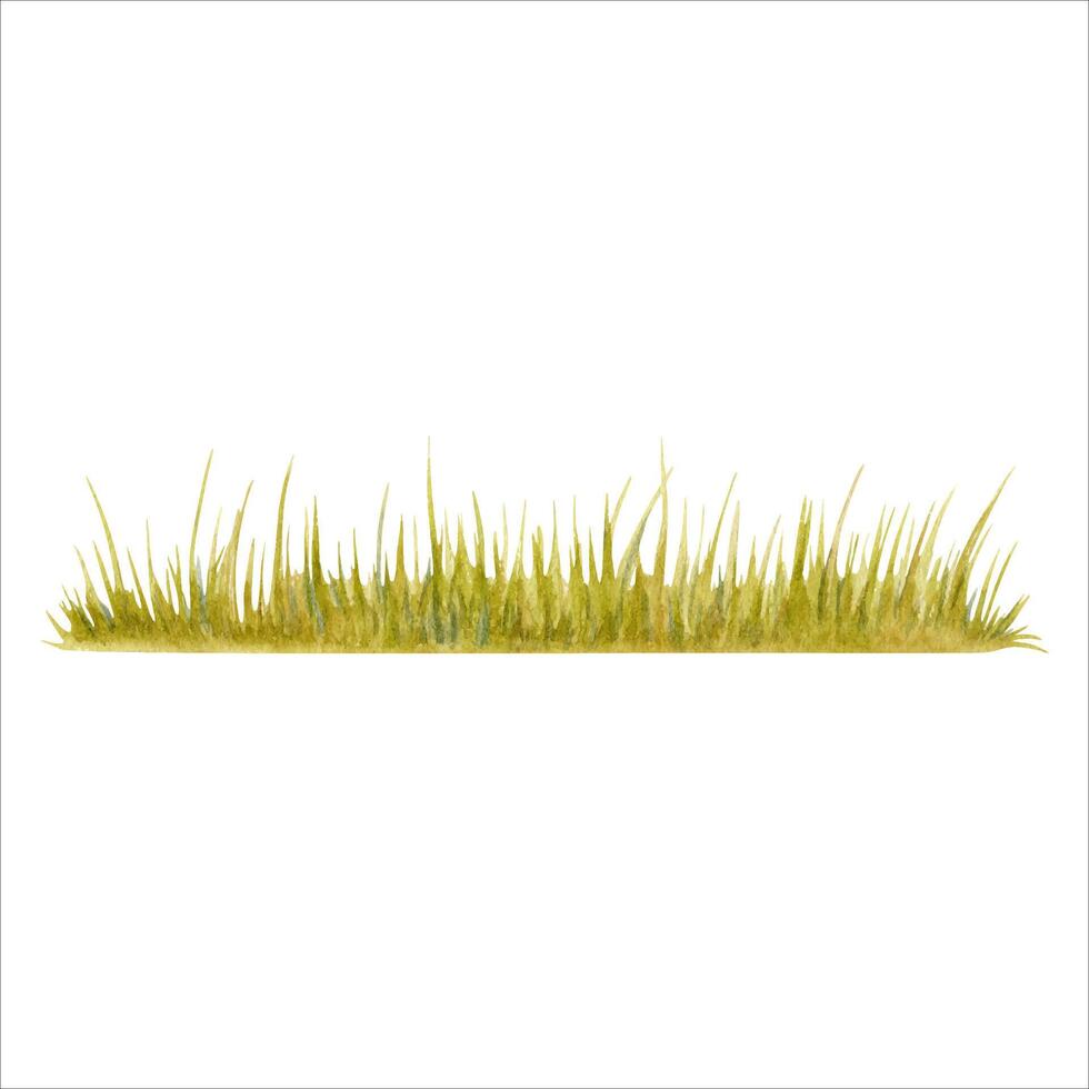 Green grass. Long strip of lawn. Park, garden, forest or field vegetation backdrop. Watercolor illustration isolated on white background. Hand drawn botanical design element for natural compositions. vector