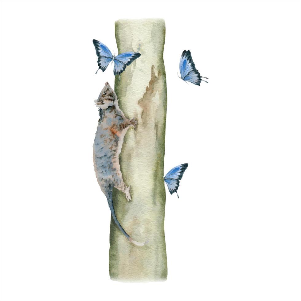 Ringtail possum climbing on a tree trunk surrounded by blue butterflies. Australian native animal composition. Hand draw watercolor illustration isolated on white background. For cute natural prints vector