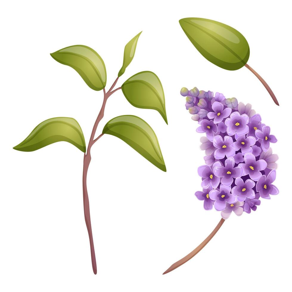 Lilac flowers branch and green leaves illustration set in purple and violet colors for vintage and retro designs and spring prints. Detailed realistic and cartoon floral elements vector