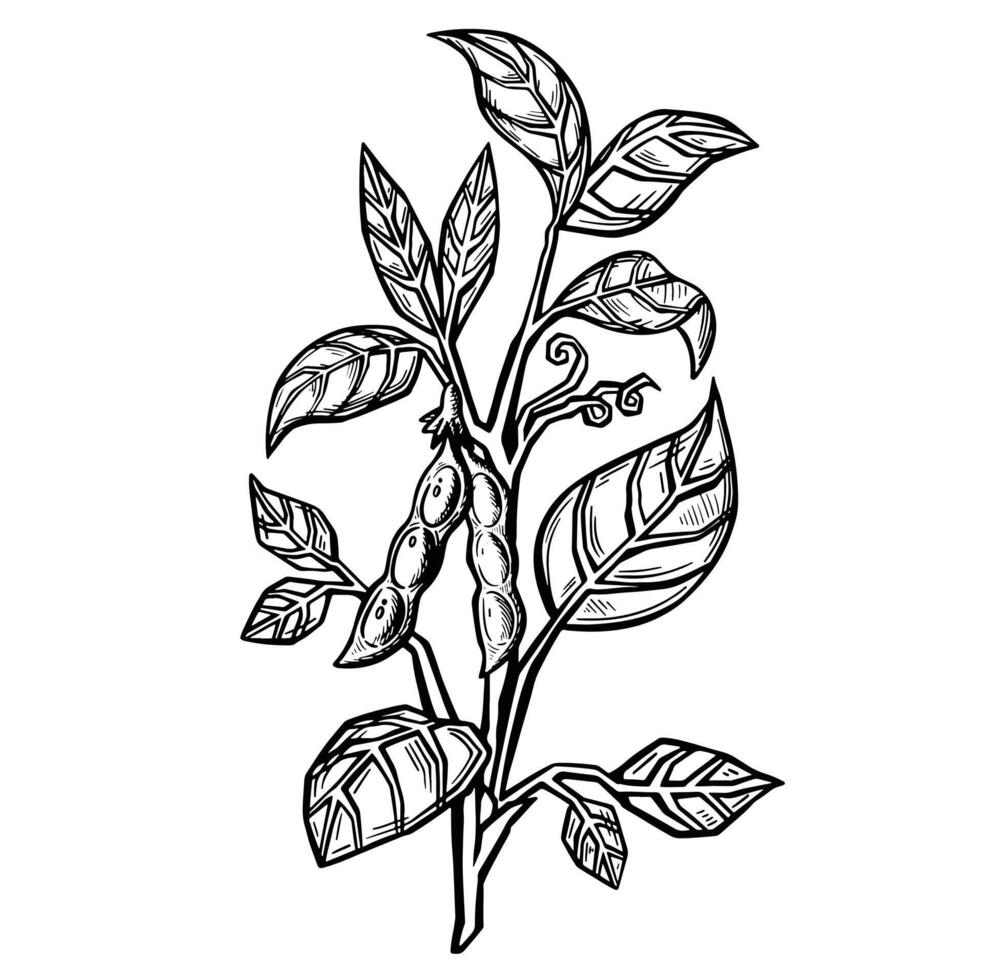 Soybean plant trunk sprout, pea sketch outline illustration vector