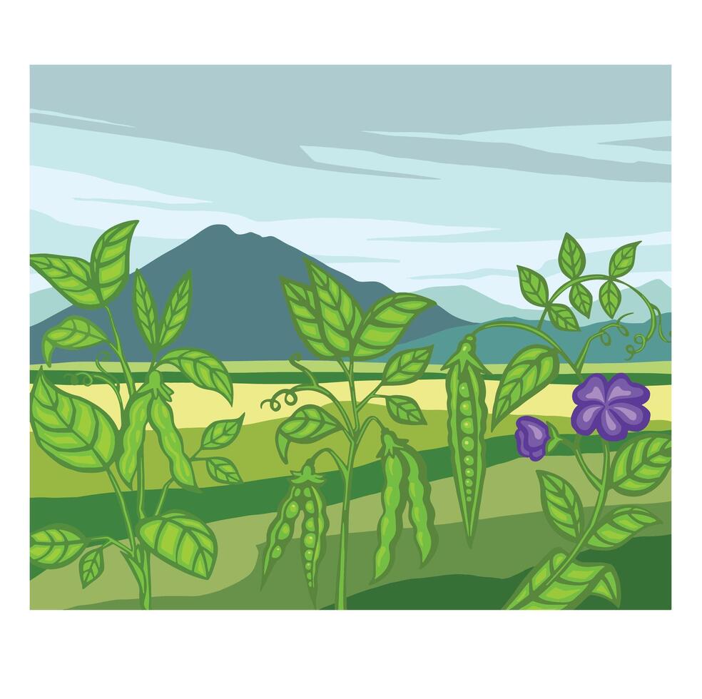 Soybean, pea field, landscape. cartoon illustration. vector