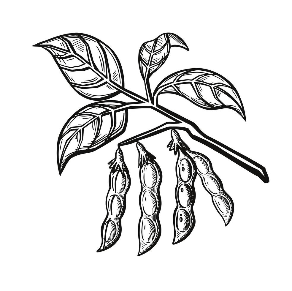 Branch with soybean or pea pods. Sketch Outline Illustration vector