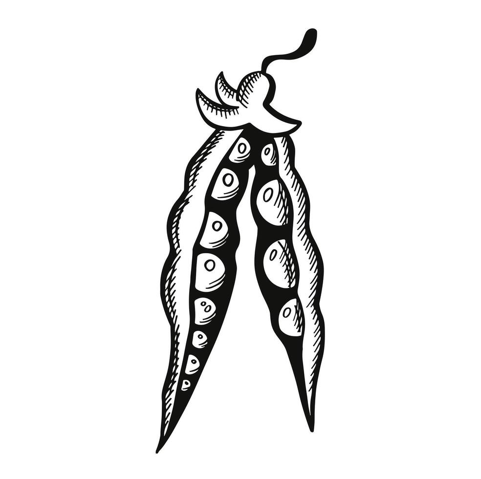 Opened ripe soybean or pea pod. Sketch Outline Illustration vector