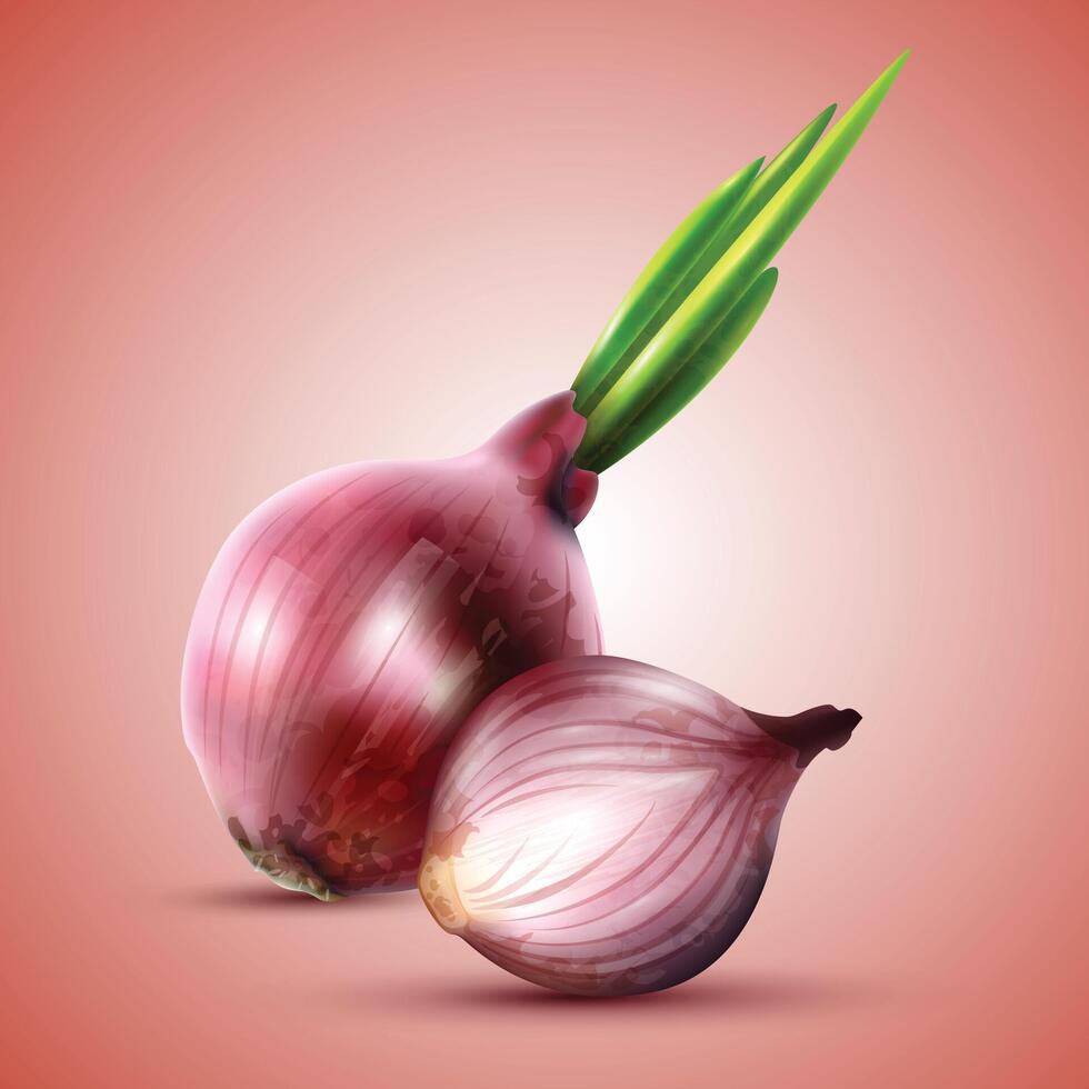 Red whole onion and cut slice. Vegetable background. vector