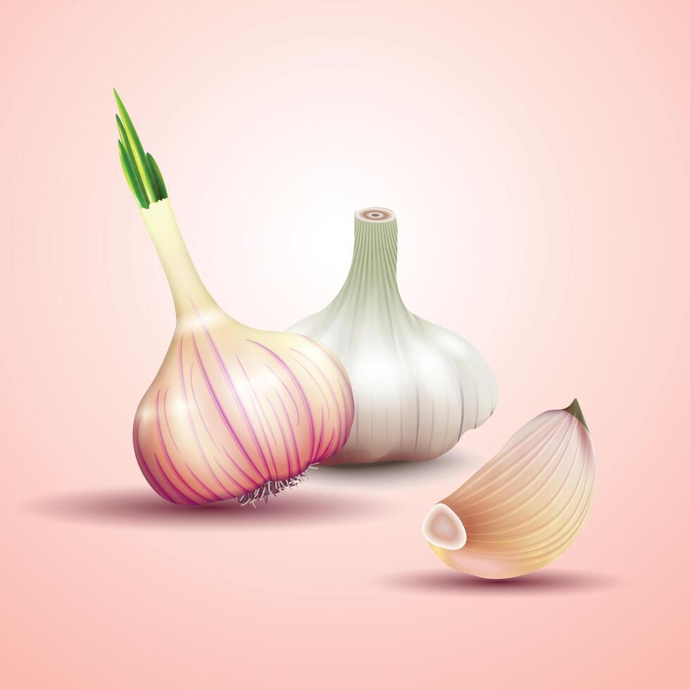 Garlic set. Whole and peeled cloves. Realistic illustration isolated on white background. vector