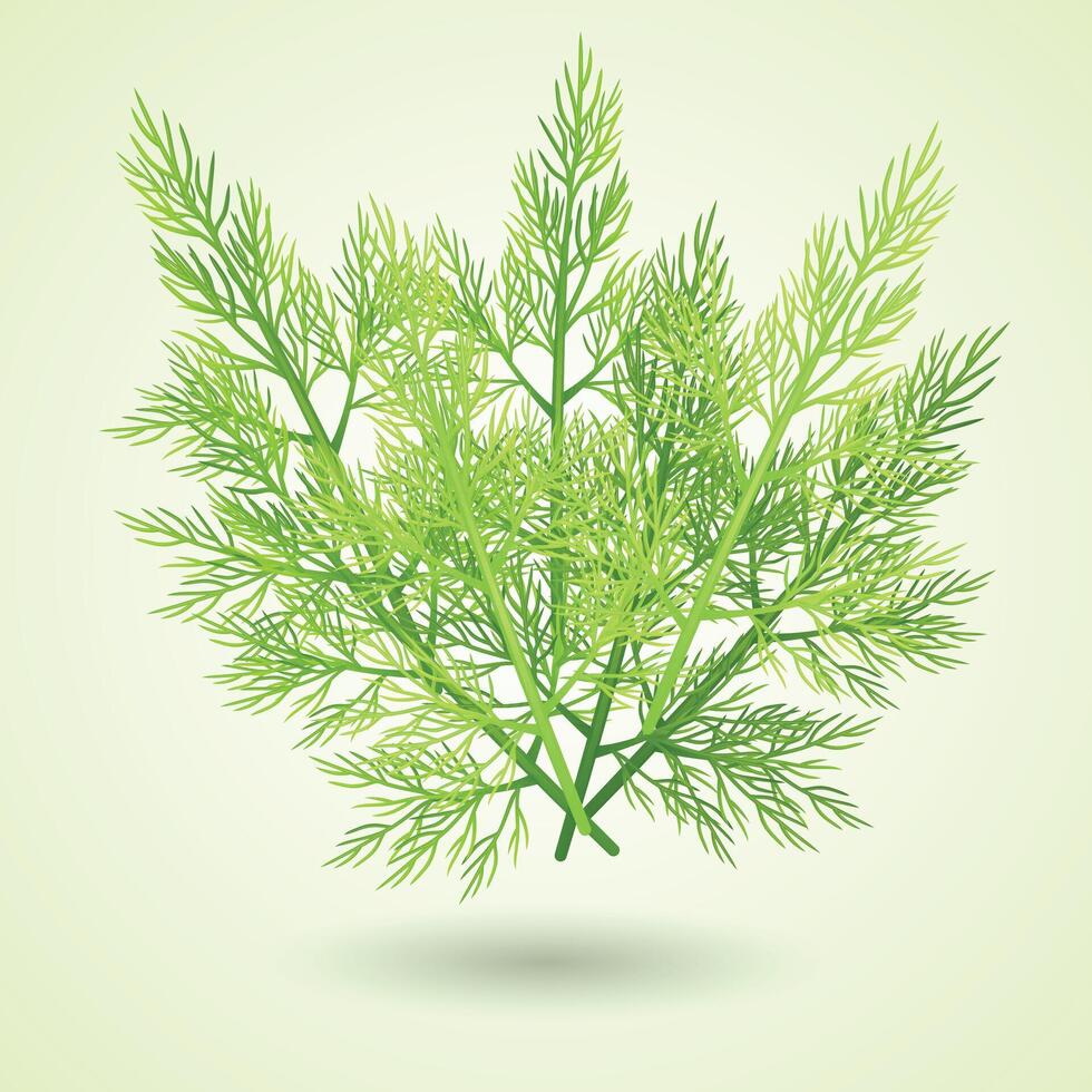 Green Dill. A set of bunch and twigs of dill. background. vector