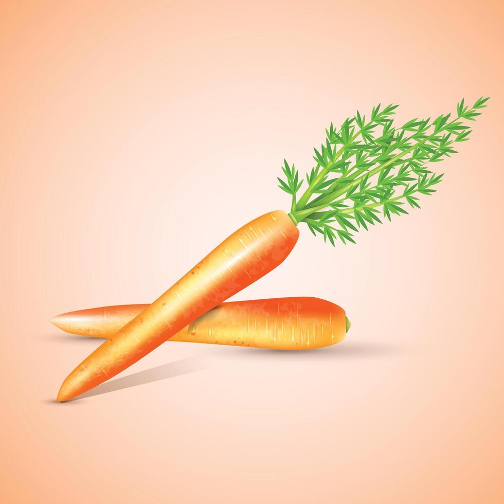 Red Fresh carrot with green leaf illustration vector