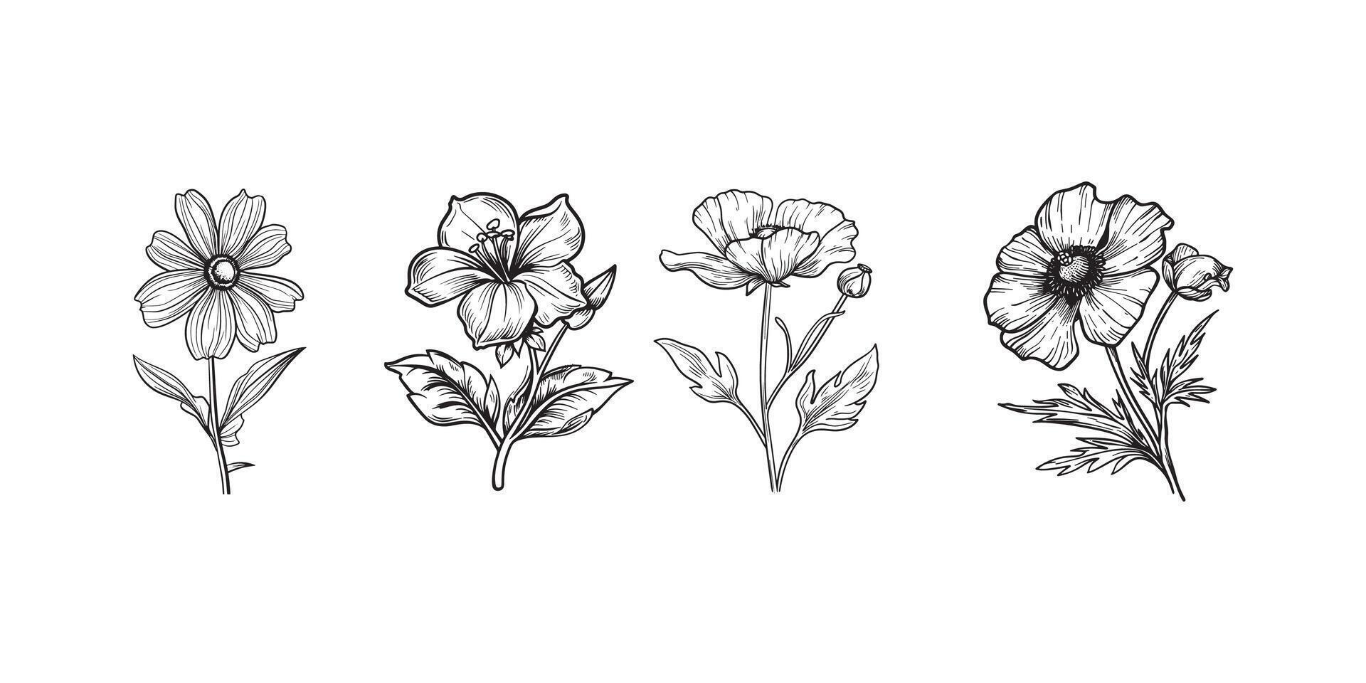 Ranunculus Flower outline illustration in black and white vector