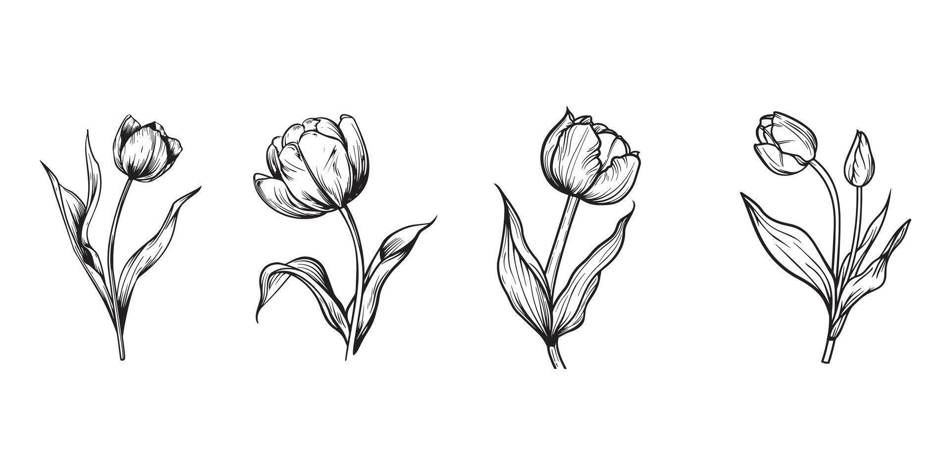Tulip Flower outline illustration in black and white vector