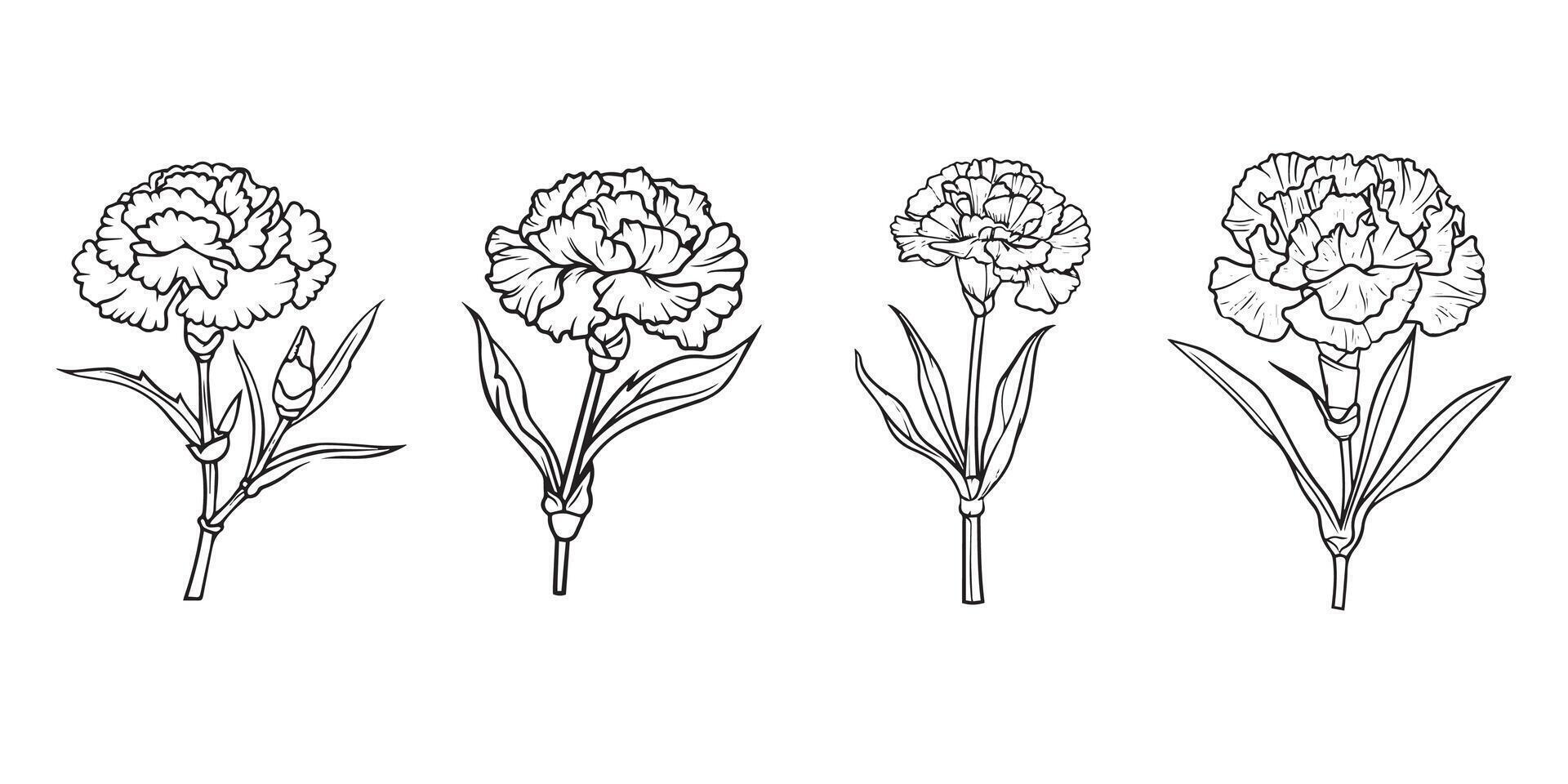 Carnation Flower outline illustration in black and white vector