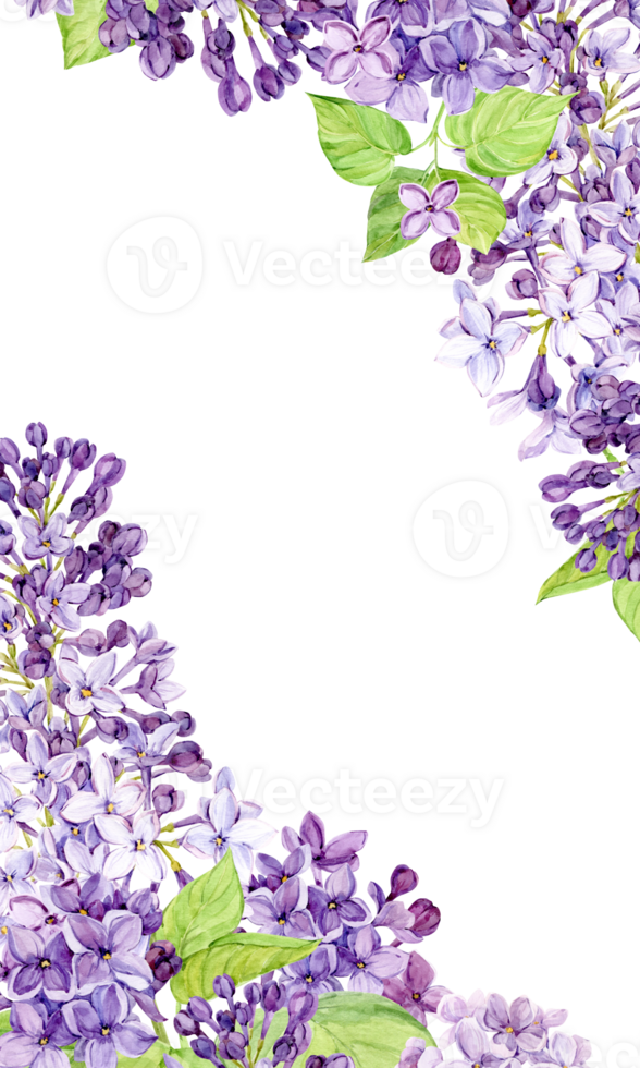 Watercolor illustration of lilac. Vertical banner with purple syringa with leaves, flowers and buds. Fragrant spring flowers on a transparent background. Botanical illustration for wedding invitation. png