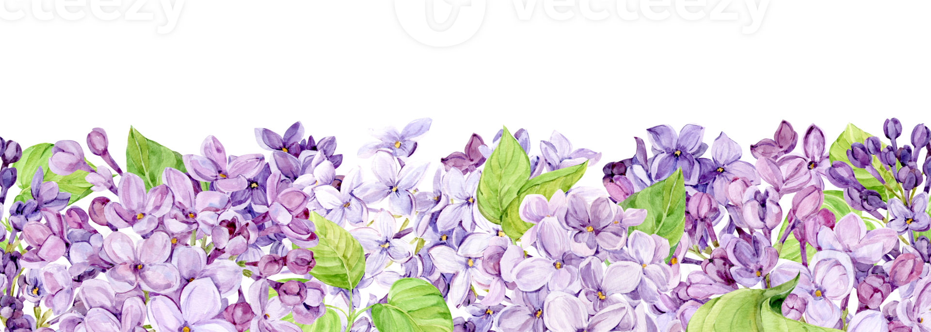 Watercolor illustration of lilac. Horizontal banner with purple syringa with leaves, flowers and buds. Fragrant spring flowers on a white background. Botanical illustration for wedding invitation. png