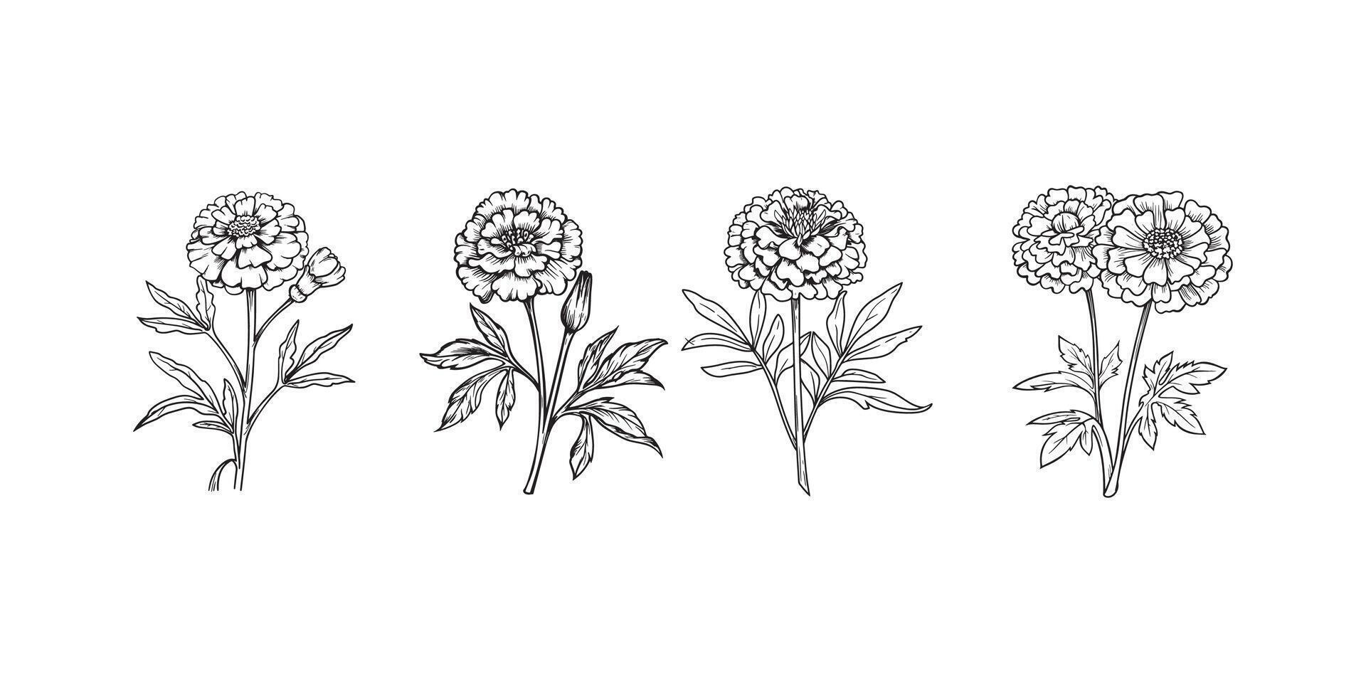 Marigold Flower outline illustration in black and white vector