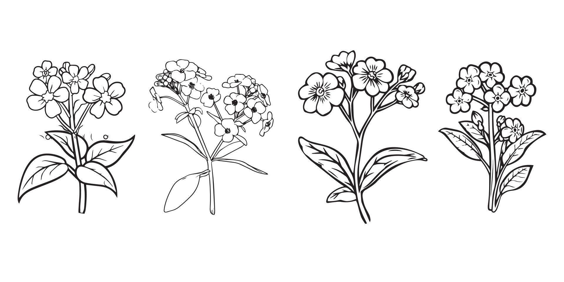 Scorpion grasses Flower outline illustration in black and white vector
