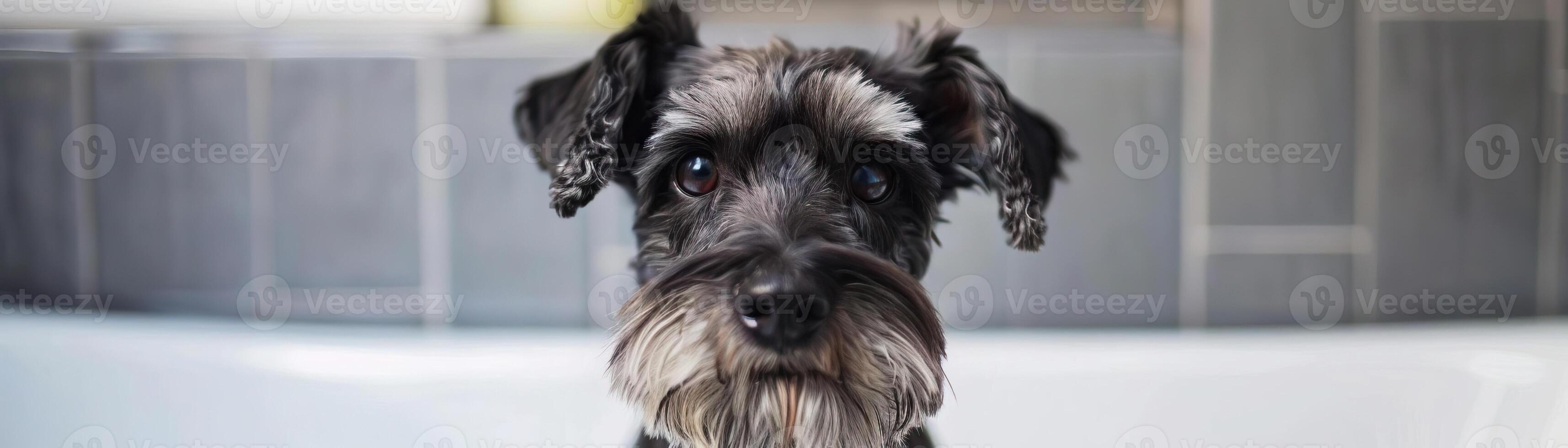 Cute dog portrait black schnauzer mini, featuring their keen sense of smell and gentle temperament, focus on face, bathroom background photo