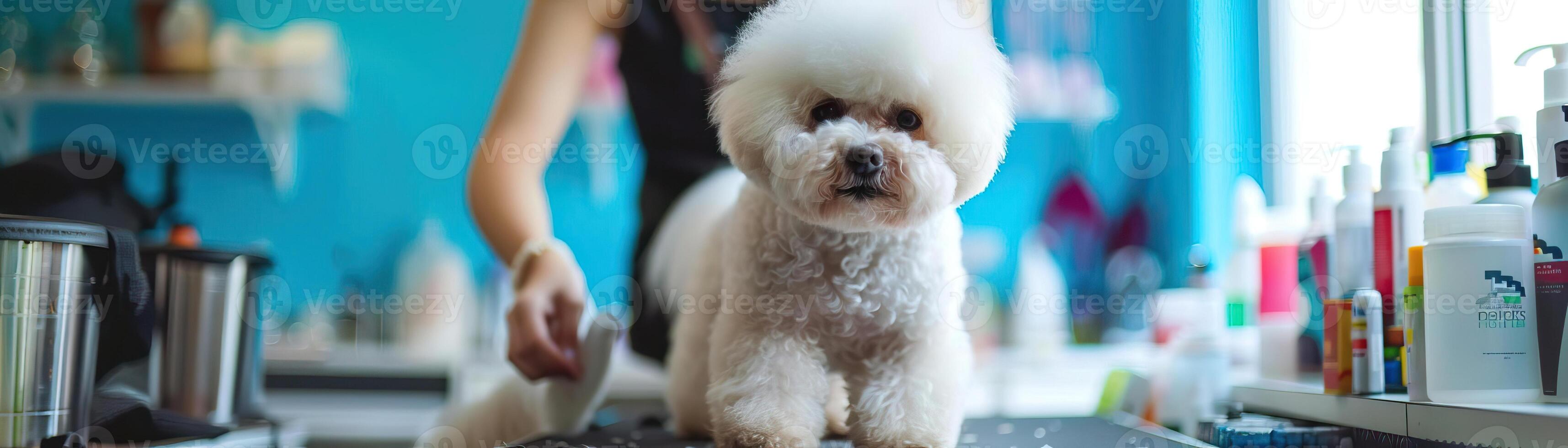 Professional groomer attending to a Bichon Frise at a dog grooming salon, with a focus on the dogs fluffy coat and the salons modern amenities photo