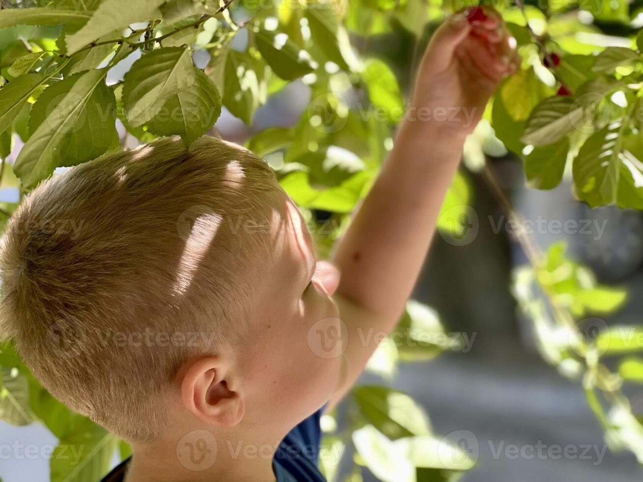Little gardener boy tearing cherries in summer sunny day photo