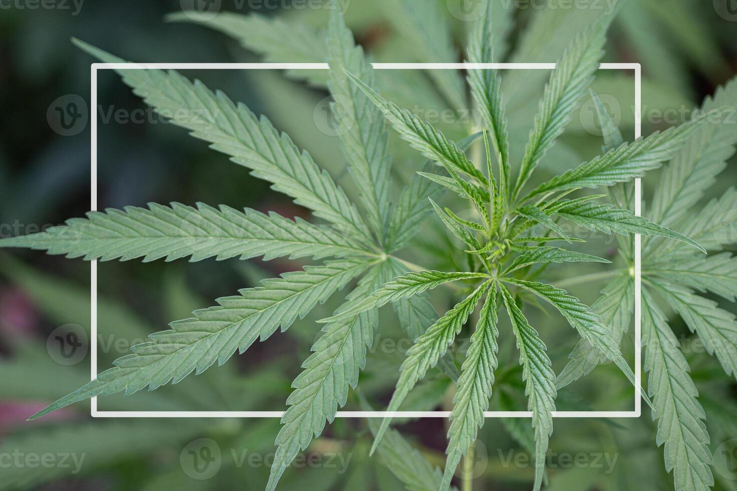 Close-up of cannabis plant growing at the indoor farm. The texture of marijuana leaves and a white frame on a photo. Concept of cannabis plantation for medical photo