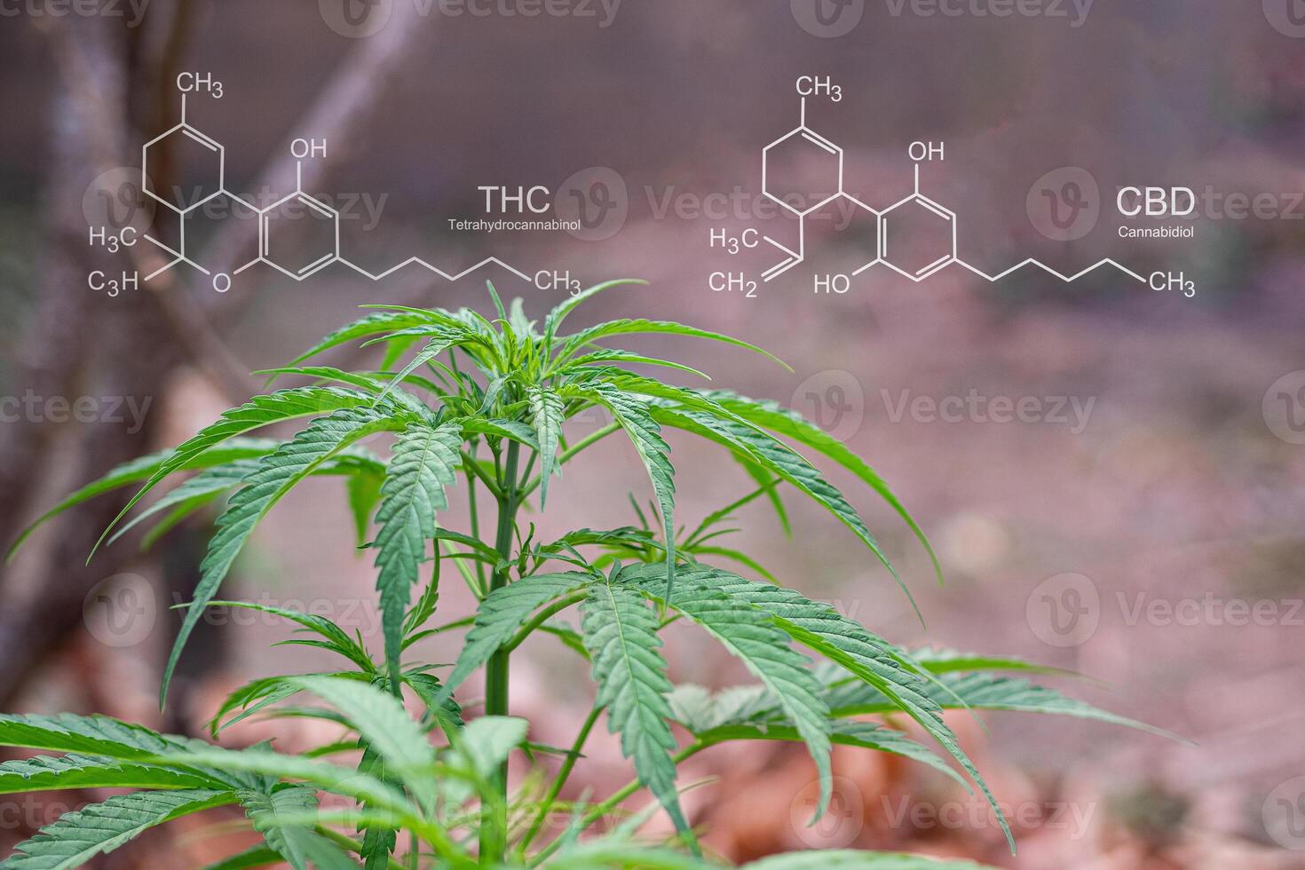 Close-up of cannabis plant growing at the outdoor farm. The texture of marijuana leaves. Concept of cannabis plantation for medical photo