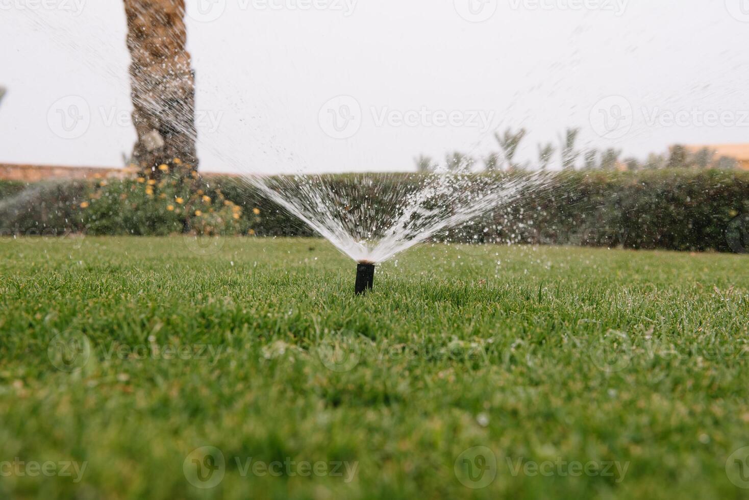 automatic sprinkler system watering the lawn on a background of green grass, close-up photo