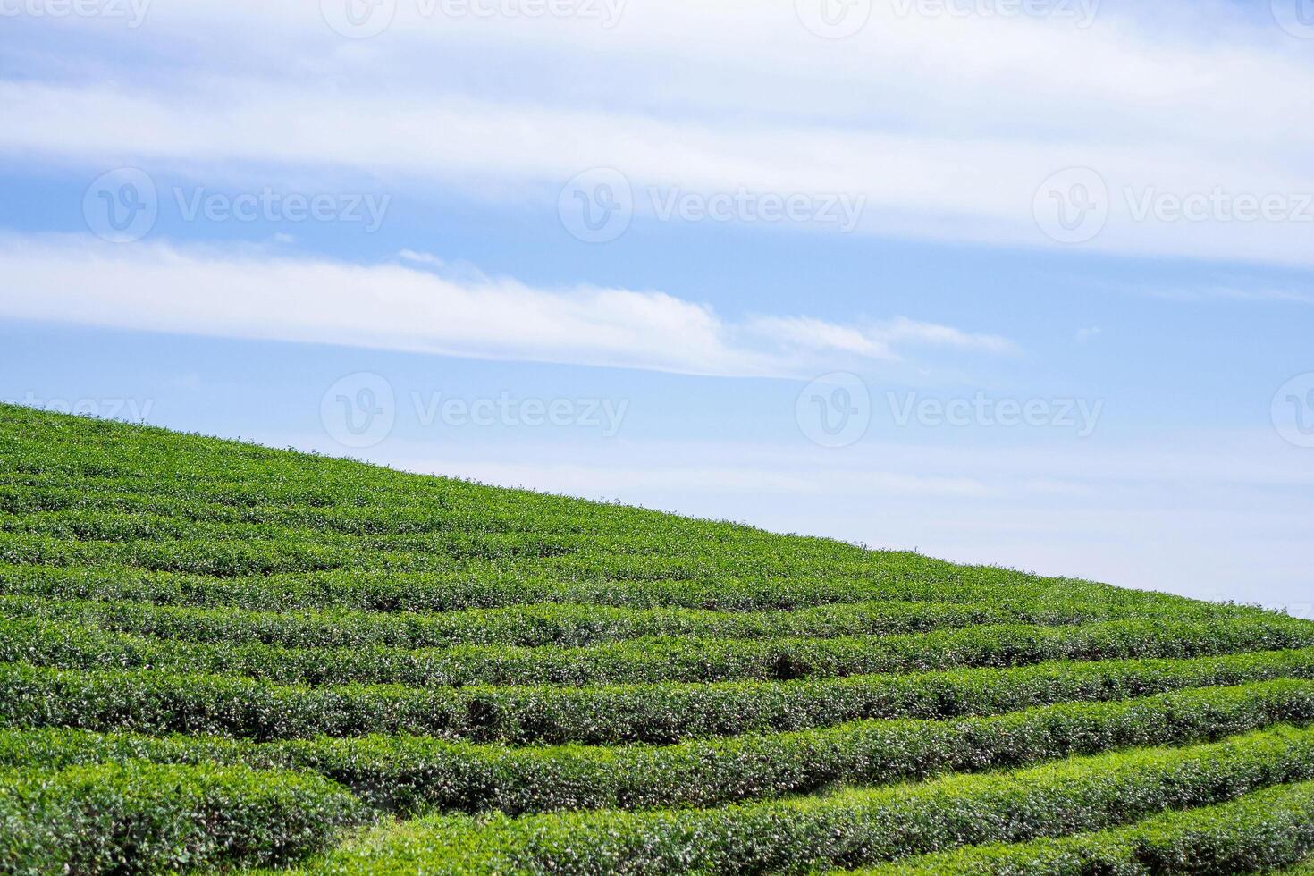Scenic view landscape of tea plantation with clouds and sky background. Space for text photo