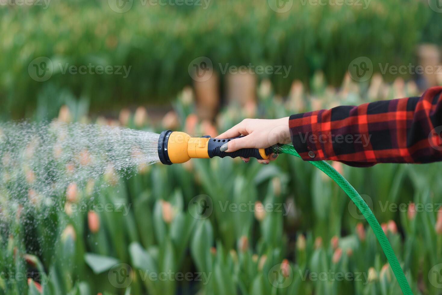 Watering flower with garden hose while working in plant nursery. selective focus. photo