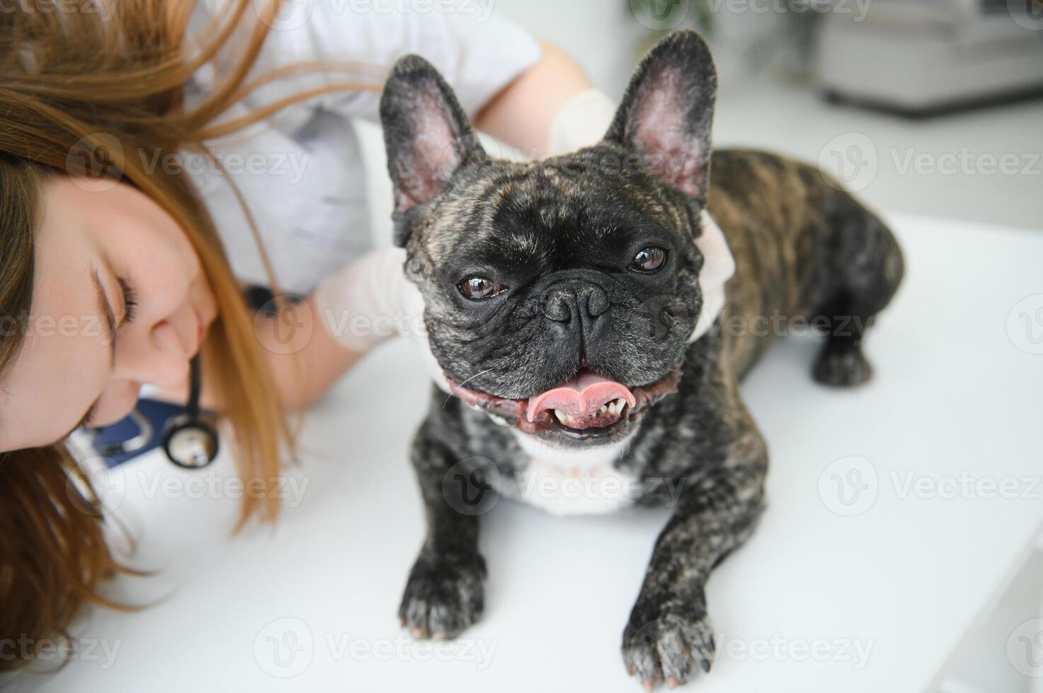 medicine, pet care and people concept - close up of french bulldog dog and veterinarian doctor hand at vet clinic. photo