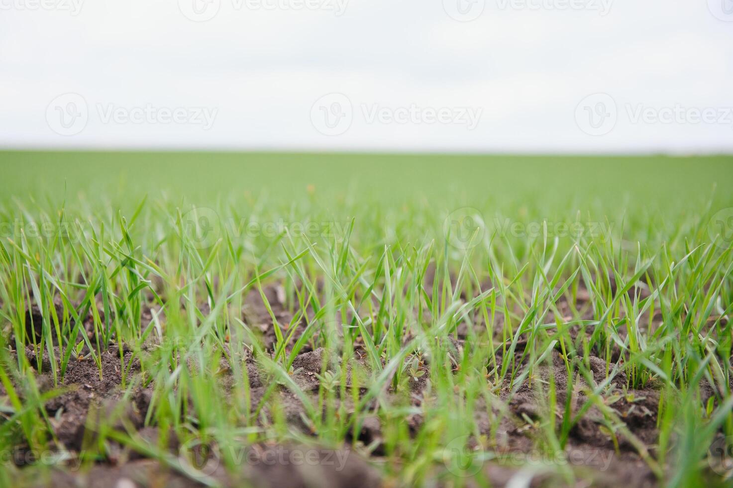 Sprouts of young barley or wheat that have just sprouted in the soil, dawn over a field with crops. photo