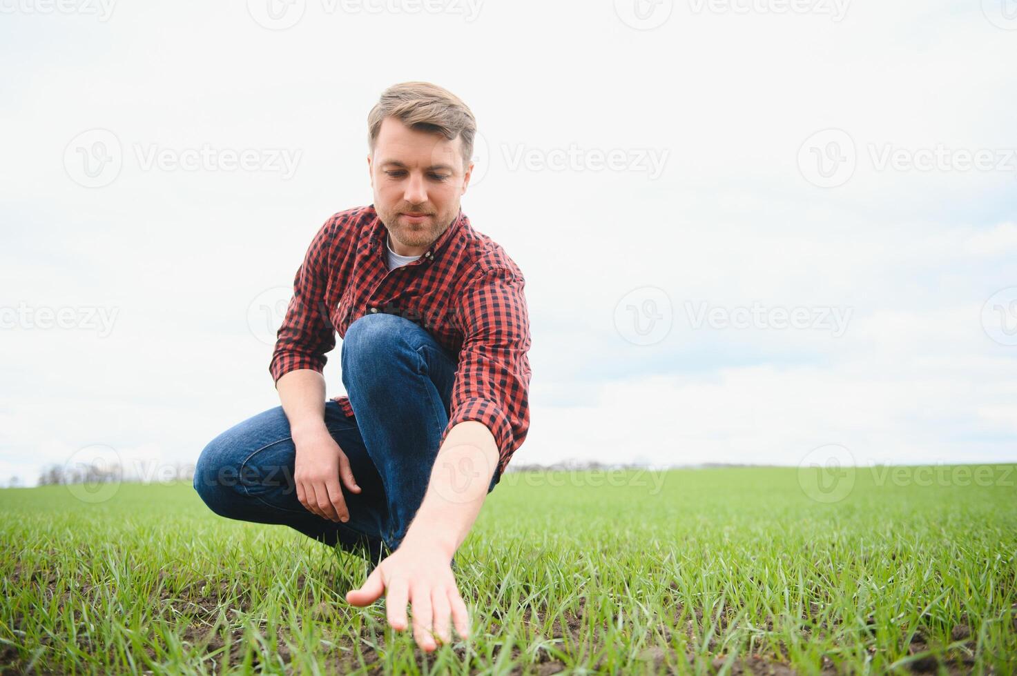 A young farmer inspects the quality of wheat sprouts in the field. The concept of agriculture photo