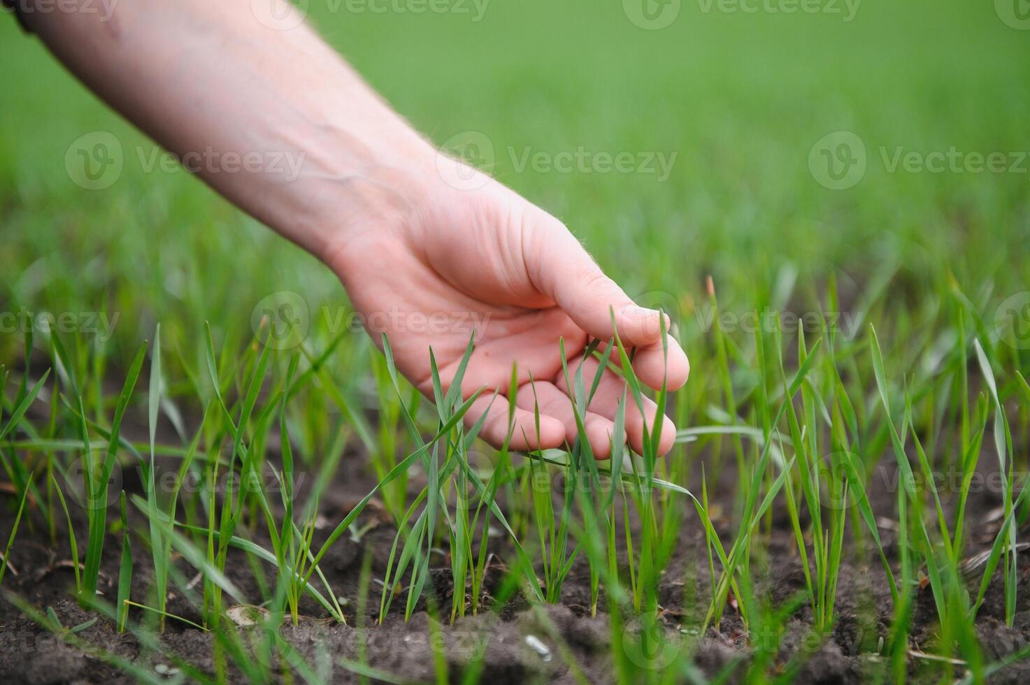 A young farmer inspects the quality of wheat sprouts in the field. The concept of agriculture photo